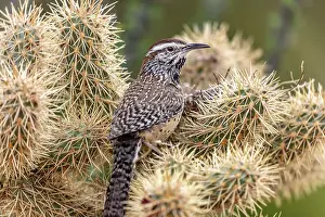 Museum Prints: Cactus Wren nest building in teddy bear cholla at the Arizona Sonoran Desert Museum in Tucson