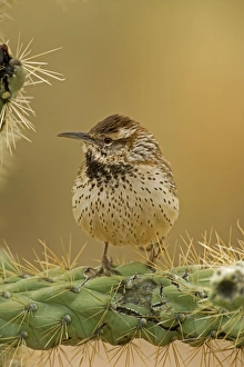 Cactus Wren - perched on Cholla cactus (Opuntia spp.) Cactus Wren - perched on Cholla cactus (Opuntia spp.)