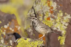 Wren Prints: Cactus Wren - Southeast Arizona - March - USA