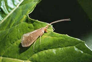 Images Dated 26th May 2004: Caddis Fly