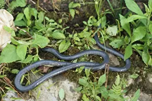 Caecilian Divisoria Loreto, Peru