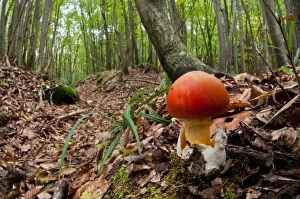Caesars Mushroom in its natural environment