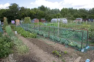 Cheltenham Prints: Cages with netting protecting cabbages - on community allotment - Bishops Cleeve - Cheltenham - UK