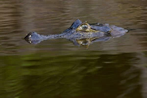 Life Gallery: Caiman are Alligators with a narrow snout