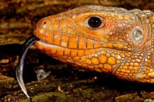 Caiman Lizard, Dracaena guianensis, Native