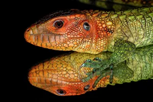 Juvenile Collection: Caiman lizard reflected on glass. Date: 31-12-1999