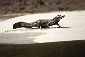 Images Dated 2nd September 2006: caiman a lunette le long de la riviere Madre de Dios en amazonie peruvienne