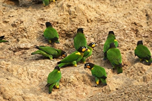 Images Dated 28th August 2006: Caique de Barraband a la recherche d'argile