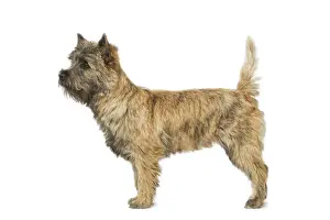 Cairn Terrier