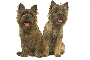 Dog - Cairn Terrier
