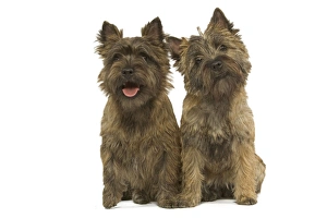 Cairn Terrier - two