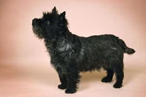 Images Dated 18th September 2007: Cairn Terrier Dog