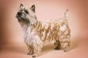 Images Dated 18th September 2007: Cairn Terrier Dog