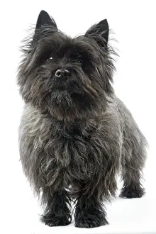 Cairn Terrier Dog