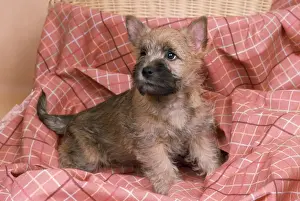 Cairn Terrier Dog