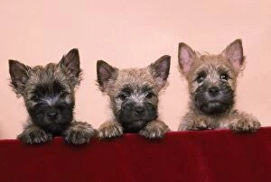 Cairn Terrier Dog - three in a row