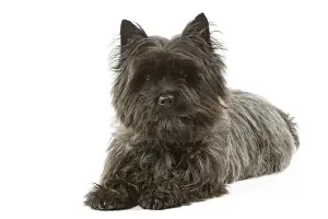 Cairn Terrier - lying down