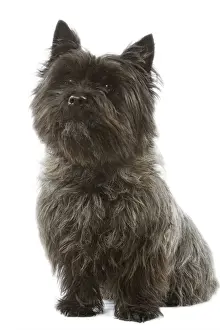 Cairn Terrier - sitting