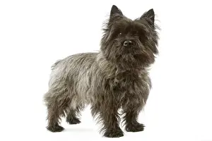 Cairn Terrier - standing
