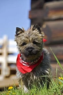 Images Dated 12th May 2007: Cairn Terrier standing in grass in front of log building