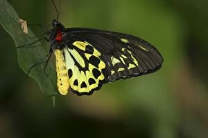 Butterflies Collection: Cairns Birdwing Butterfly
