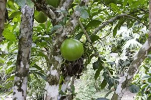 Images Dated 10th September 2006: Calabash Tree - & fruit Amazon Peru