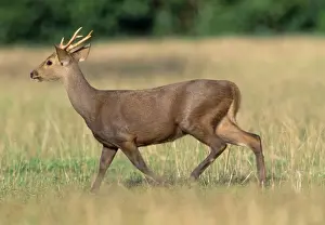 Calamian Deer - Calamian Isl, Palawan, Philippines