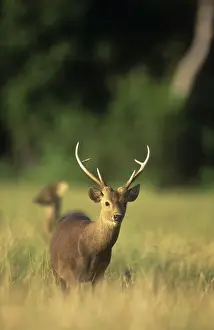 Calamian Deer - endangered Calamian Islans, Palawan, Philippines