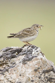 Images Dated 13th June 2005: Calandra Lark