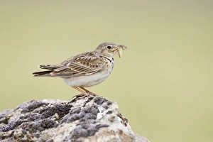 Images Dated 13th June 2005: Calandra Lark