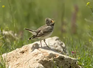 Middle East Prints: Calandra Lark - calling - Southern Turkey - May