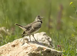 Calandra Lark - calling - Southern Turkey - May