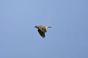 Calandra Lark in flight Spain September