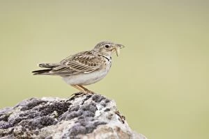 Calandra Lark - Perched on stone carrying an insect to its nest