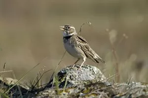 Images Dated 1st April 2009: Calandra Lark - perched on stone singing, Herdade de Sao Marcos Great Bustard Reseve and NP