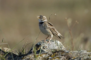 Images Dated 1st April 2009: Calandra Lark - perched on stone singing