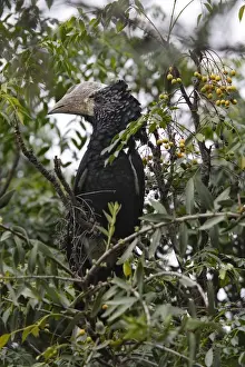 Silvery Cheeked Prints: Calao aAA joues argenteAes. Silvery-cheeked Hornbill