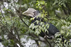 Calao aAA joues argenteAes. Silvery-cheeked Hornbill. Calao à joues argentées. Silvery-cheeked Hornbill