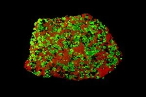 Images Dated 28th January 2015: Calcite (red) and Willamite (green) under flourescent light