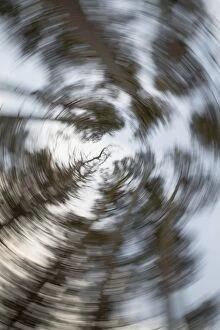Pines Gallery: Caledonian Pine Forest blurred effect
