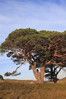 Images Dated 3rd September 2010: Caledonian / Scots Pine Trees - on hillside moor