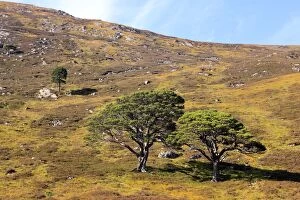Images Dated 3rd September 2010: Caledonian / Scots Pine Trees - on hillside moor