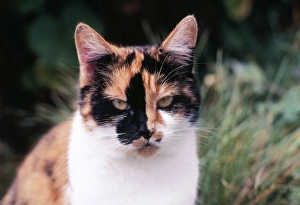 more-cats　どんぐりひろたん Calico Cat FG-2642, Colorful Feline Pattern. Art Prints