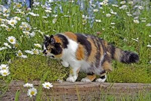 Images Dated 9th August 2007: Calico Cat - female hunting in flower garden