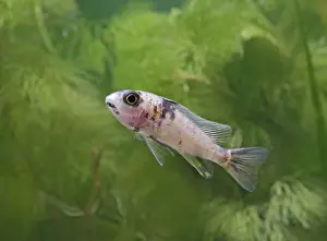 Cichlids Prints: Calico peacock – side view, tropical freshwater lake Malawi 002926