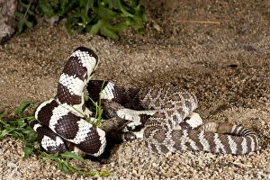 Images Dated 2nd June 2010: Calif. Kingsnake eating Pacific Rattlesnake