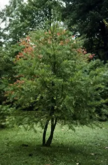 Nutmeg Prints: Califonia Nutmeg Tree