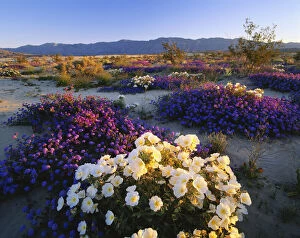 California, Anza Borrego Desert State Park