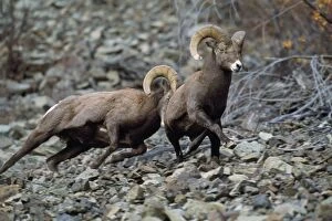 California Bighorn SHEEP- Rams, dominance behavior