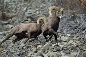 California Bighorn Sheep - rams dominance behavior